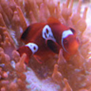 Meet your Posher, Shane